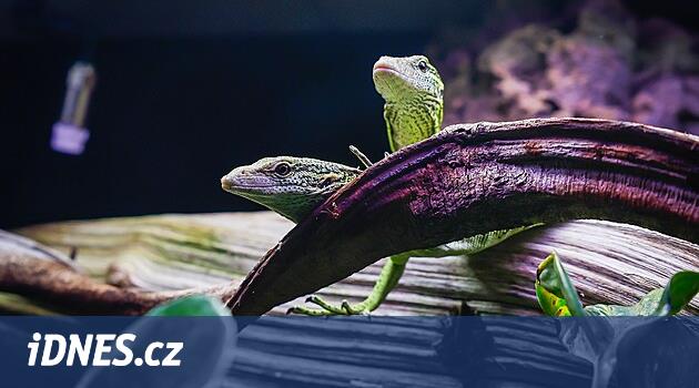 Liberec Hayvanat Bahçesi benzersiz monitör kertenkeleleri yetiştiriyor