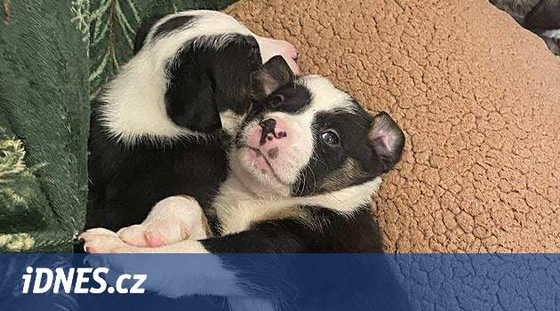 Barınak alınan 11 yavru köpekle ilgileniyor, henüz sahiplendirilemiyorlar