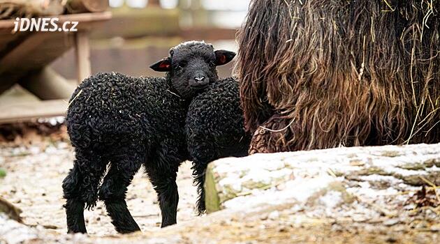 Evcil Wallaška koyunları dayanıklı ırklara aittir