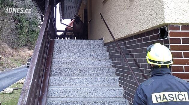 Saldırgan bir keçi, Aşağı Moravya'da insanların bir binaya girmesini engelliyordu