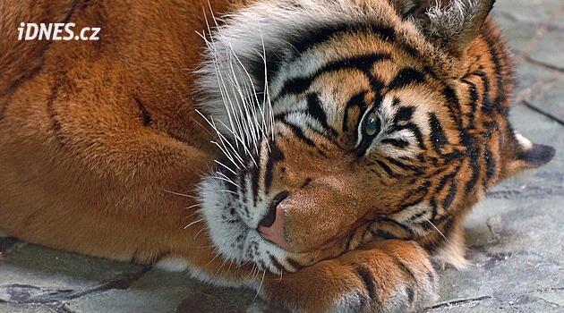 Kaplan Satu: Hayvanat Bahçesi Brno'ya ötenazi uygulandı