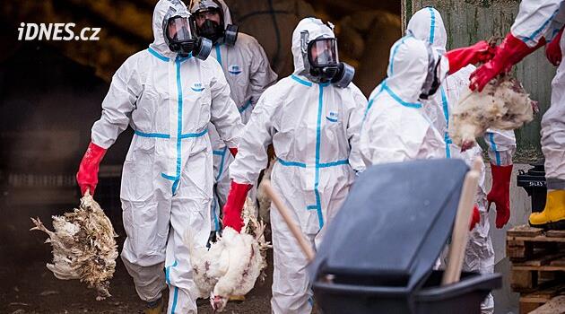 Habry'de kuş gribi nedeniyle 35 bin tavuğun tasfiyesine başlandı