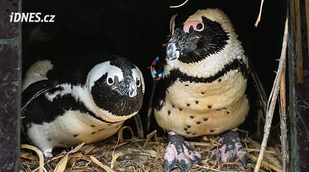 Erkek penguen eşinden ayrıldı, dişi penguenle birlikte iki yavru büyüttü
