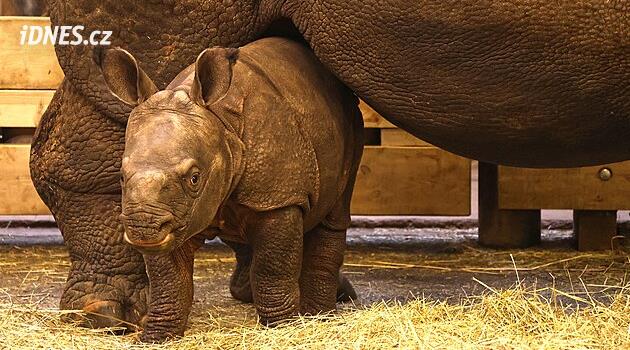 Pilsen Hayvanat Bahçesi geçen yıl tarihinin en başarılı dördüncü yılını yaşadı