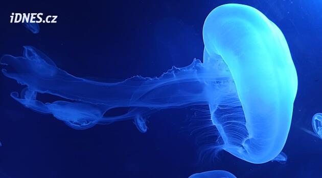 Çek Cumhuriyeti'nin en büyük medusarium'u Pilsen'deki hayvanat bahçesinde büyüyecek