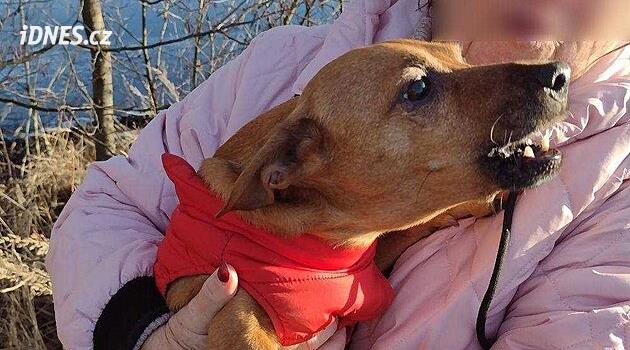 Pes vběhl na slabý led na rybníku a nemohl zpět. Zachránili ho hasiči