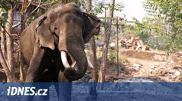 V Zimbabwe zemřel opoziční poslanec, jeho auto při nehodě narazilo do slona