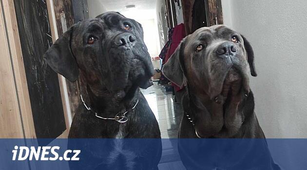 Geceleri kayboldular ve hiçbir ipucu yoktu. Sahibi, köpek bulmak için 50.000 sunar