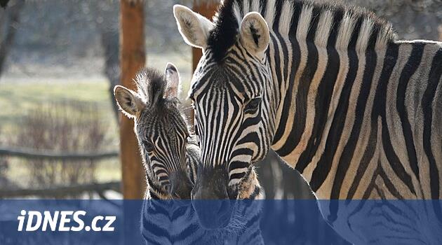 Jihlava Hayvanat Bahçesi'ndeki Zeber sürüsü yeni bir eklemeye sahiptir. Ve Wallachian'ın koyunları