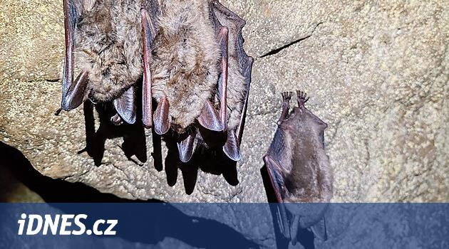 Elbe Kanyonunun mağarasında, gittikçe daha fazla yarasa kışlamış ve ezilmelerine yardımcı olur