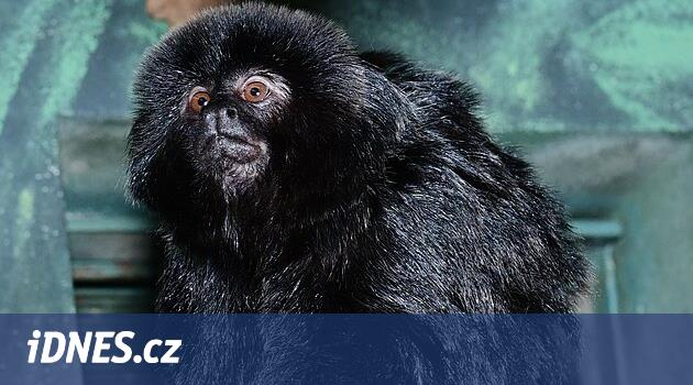 Geçen yıl sekiz milyon Olomouc Hayvanat Bahçesi'nin üzerindeki yem maliyeti, en pahalı kaplanlar