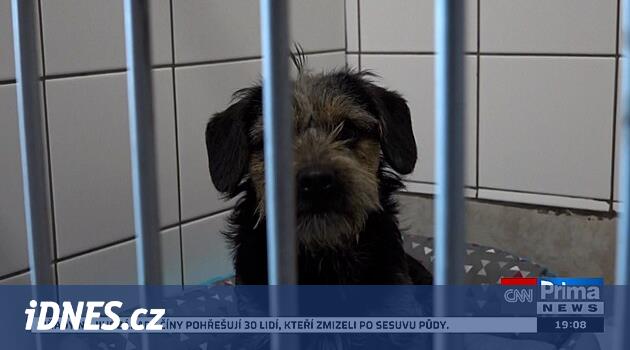 Yavru köpeği arabadan attı, kurtarmasına yalan söyledi. Suç, polisin davasını kapattı