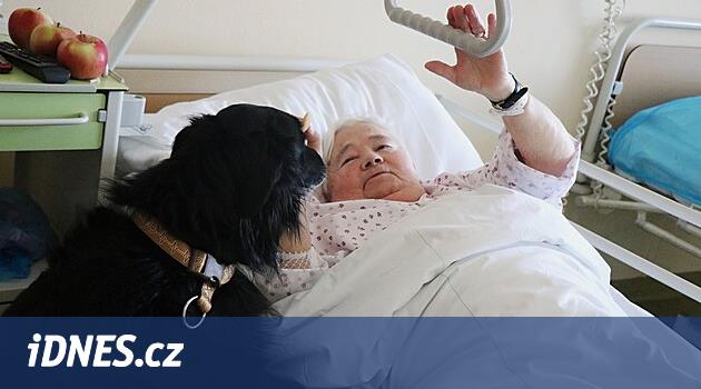 Nové město na moravě'daki hastanede, köpek terapisti uzaklaşıyor