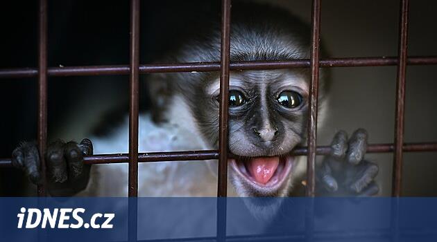 Jihlava'da nadir bir kedi doğdu. Dünya Hayvanat Bahçesi'nin sadece 36'sı var