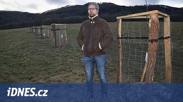 Mořkova Belediye Başkanı, eşsiz sokak hakkında 100 yaşındaki armut bulduk