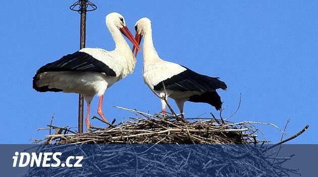 Baca üzerindeki yuvanın zaten kiracıları var. İlk leylekler Cheb'e geldi