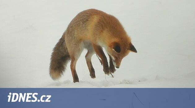 Aška'nın bakire doğası olan hafıza oyunu gitti, yeni Is Black Pavel tarafından yaratılacak