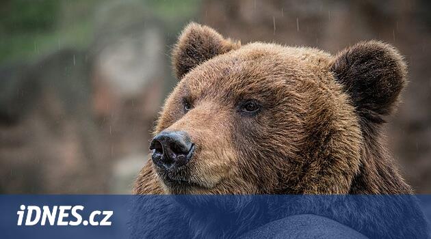 Brno hayvanat bahçesinde ikame. Brown beyazın yerini alır, padoklarını işgal eder