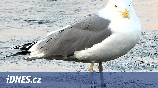 Polonya'dan gelen martılar Přerov'u sevdi ve burada son kez kazandı. Yaşlı yaşı bir gizem