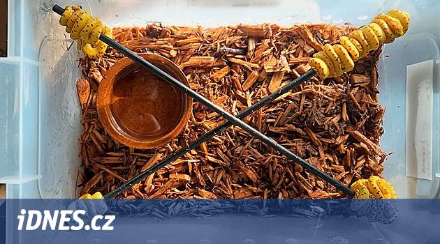 Ostrava hayvanat bahçesinde on bir pyth yumurtadan çıktı. Çocukluktan hemen beri ayrı