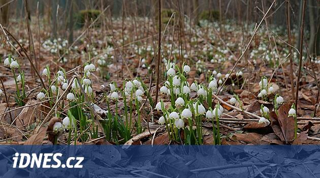 Ransko beyaz sarıldı. Doğa koruma uzmanlarına çiçek açan bir palegen eşlik ediyor