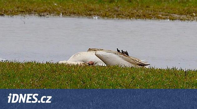 Ölü Swan'ın ilk analizi, toksikoloji bekleyen kuş gribini doğruladı
