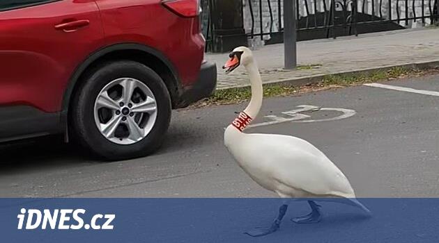 Swan teknik direktörü Pilsen'in merkezine döndü, Chase kanoçılarına geldi