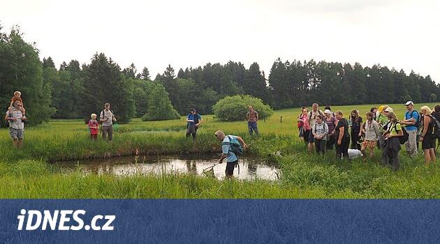 Orkide yardım etmek için insanlar kazık ve kürekle su dolu bir çayıra gider