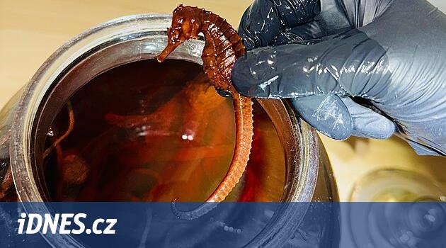 Dükkandaki şişe yüklü deniz atını sakladı