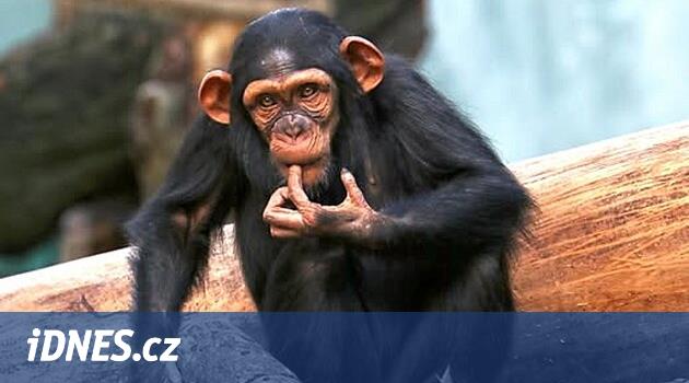 Pilsen hayvanat bahçesinden şempanze caila hasta, biyolojik tedavi alıyor