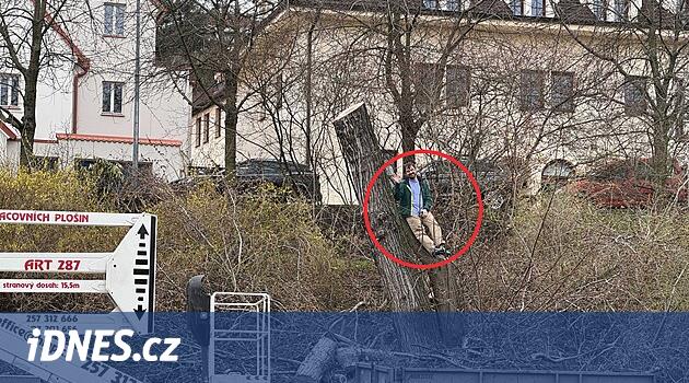Aktivist Prag'a düşmüş akçaağaçta tırmandı