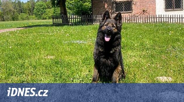 Ohrazenice'de bir polis köpeği bir hırsıza çarptı