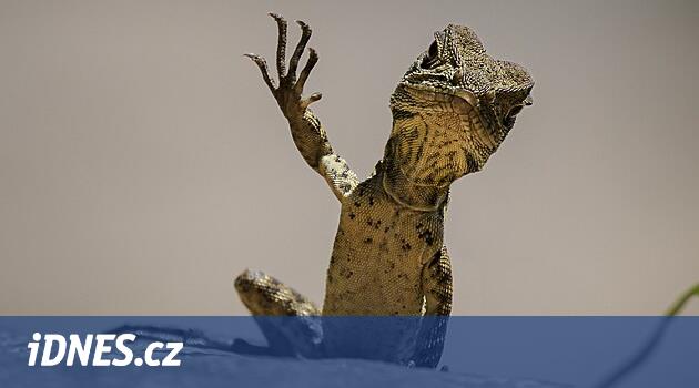 Fotky oslavují legrační přírodu: disciplinované tučňáky i nezbedné lvy ...