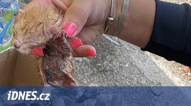 Pilsen bölgesindeki konteynerin dibinde canlı yavru kedi vardı