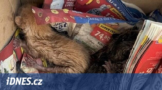 Polis, Pilsen bölgesindeki bir konteynere yavru kedi atan bir adamı suçladı