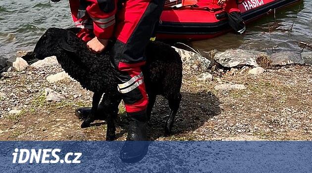 Malý beran se topil ve vodní nádrži, zachraňovali ho hasiči