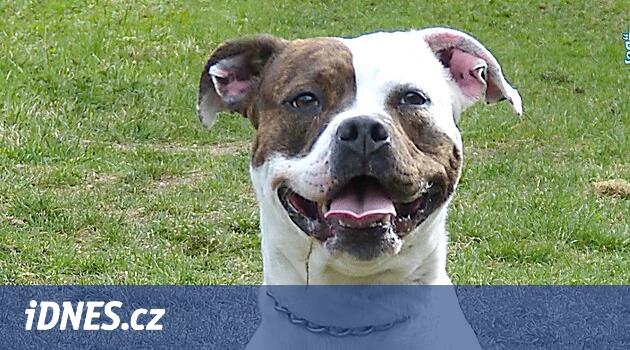 Zázrak jménem Chilli. Majitel ji podřízl, teď už fenka zase běhá za míčkem