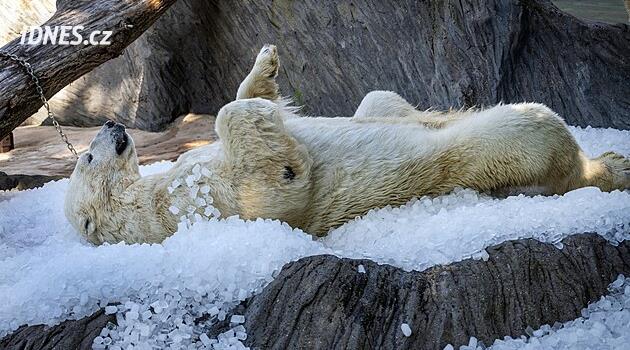 Místo ohňostroje slevy na památky či zoo. Praha nabízí výhodné vstupné