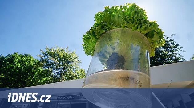 Hayvanat Bahçesi Liberec, eşsiz bir yöntemle hayvanlar için hayvanlar için büyür