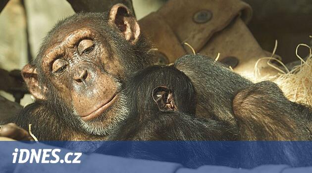 Hornoguinus şempanzelerinin üremesi Ostrava'da büyüdü
