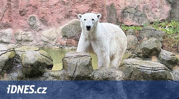 Brno Hayvanat Bahçesi'nden Kutup Ayısı Cora'nın yeni bir muhafazası var