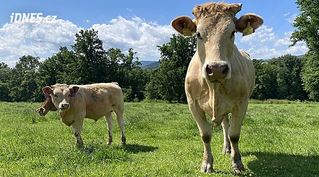 Farmáři začínají likvidovat stáda. Kvůli suchu nemají krmení, na jihu může skotu ubýt až třetina