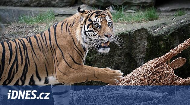 Zoo Praha přivítala nového samce tygra sumaterského. Slibuje si od něj mláďata