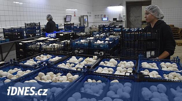 Pilsen bölgesindeki Kaznějov'dan Agaricus
