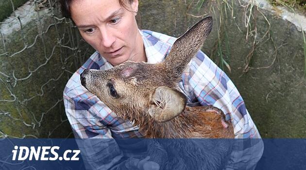 K uvázlé srnce vyslaly děti auto na ovládání, nakonec pomohl odvážný plán