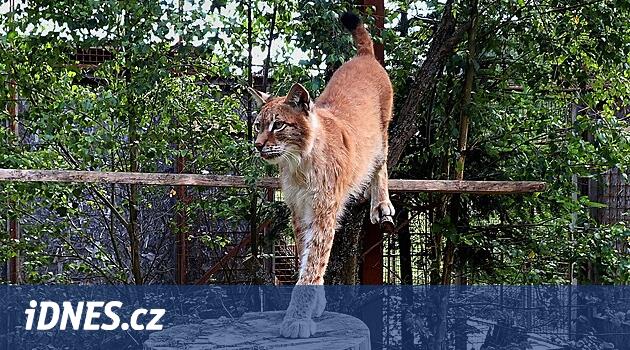 Kadın Lynx sonsuza dek esaret altında kalır, avlanamaz