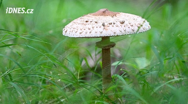 Bojíte se jíst bedly a pýchavky, kvůli otravě? Poradíme vám jak poznat jedlé druhy a co z nich uvařit