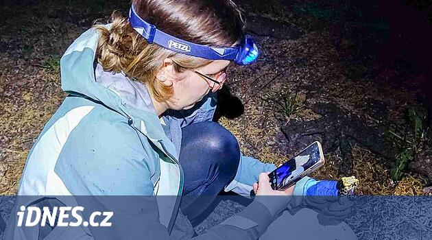 Kritik tehlike altındaki kurbağa, Üniversite Hastanesi Olomouc'un pavyonları arasında çoğaltılıyor