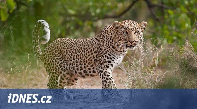 Ošetřovatele v jeruzalémské zoo zabil levhart, unikl ze své klece