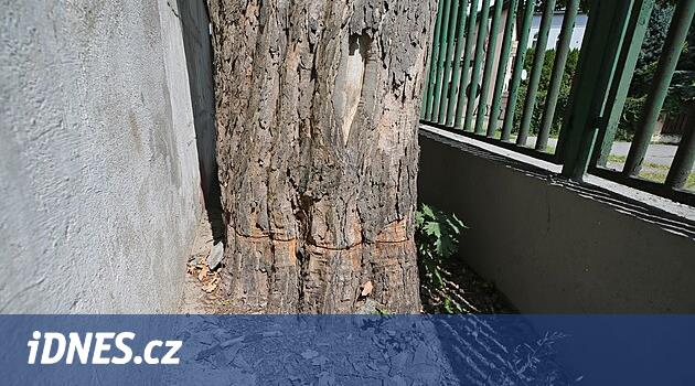 Jihlava'daki okul bahçesinde vandal akçaağaç kabilesini kesti